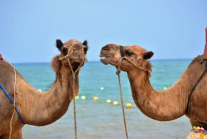dialogue de sourds entre chameaux